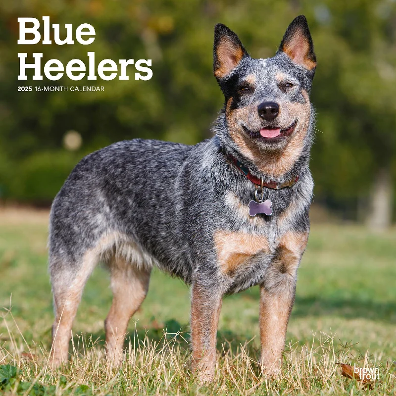 Blue Heelers Wall 2025 Calendar