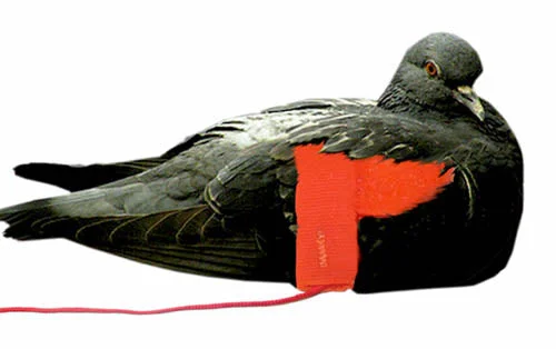 Pigeon Wing Strap and 7' Cord