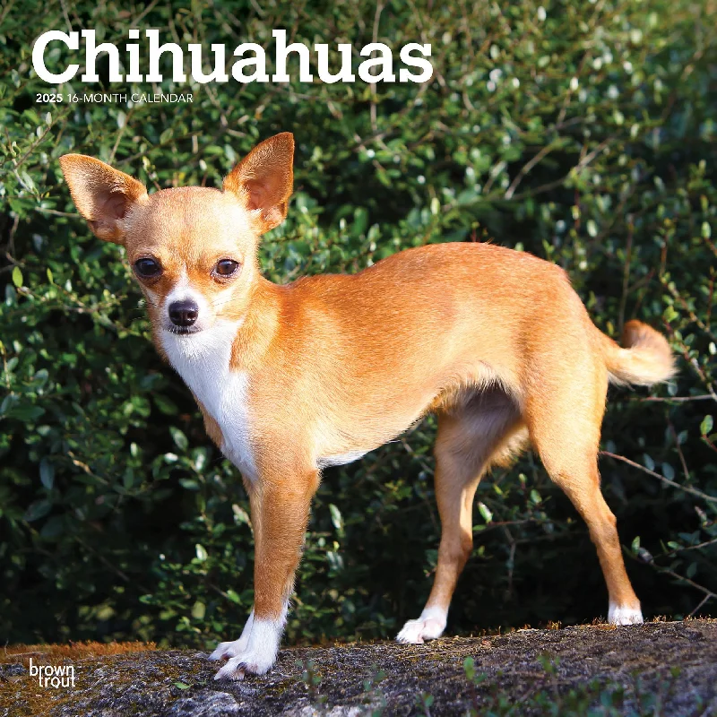 Chihuahuas Wall 2025 Calendar