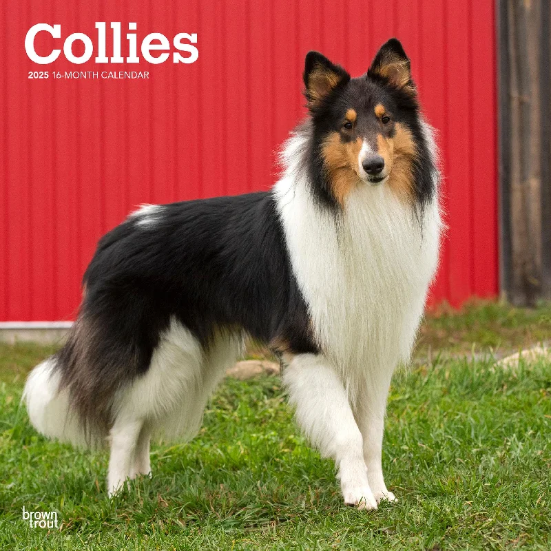 Collies Wall 2025 Calendar