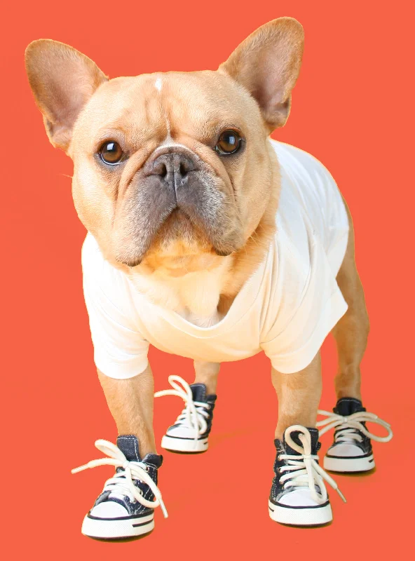 Converse Chunk Taylor Dog Shoes