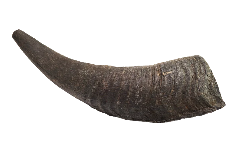 Goat Horn (Small)