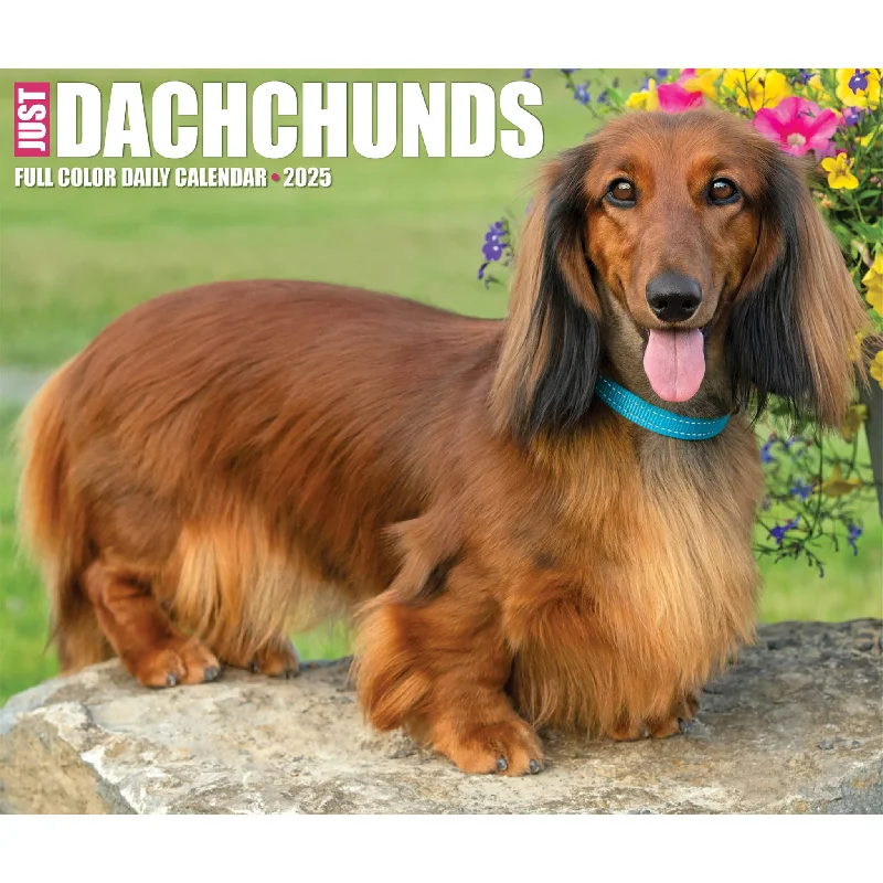 Just Dachshunds Box 2025 Calendar