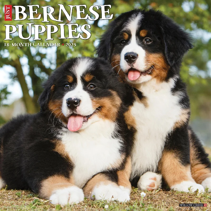 Just Bernese Mountain Puppies Wall 2025 Calendar