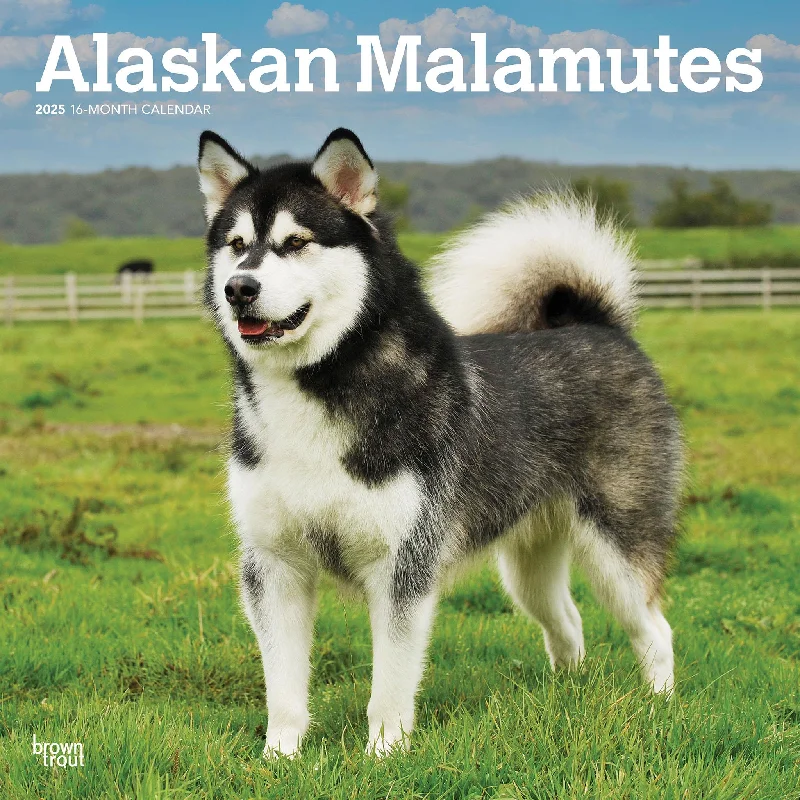 Alaskan Malamutes Wall 2025 Calendar