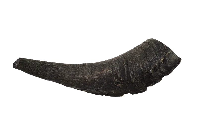 Goat Horn (Medium)