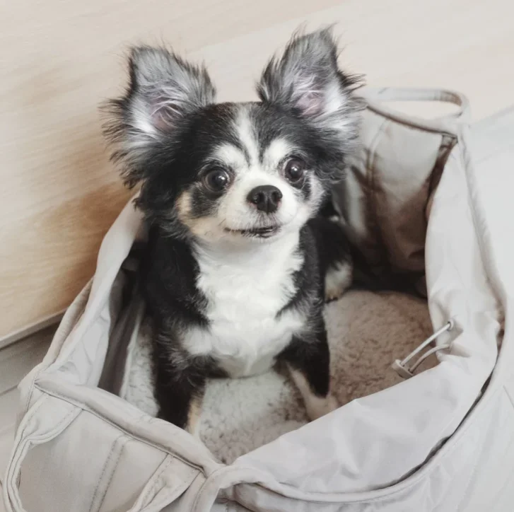 Lambwolf - OLLA Petite Pet Carrycot (Koala)