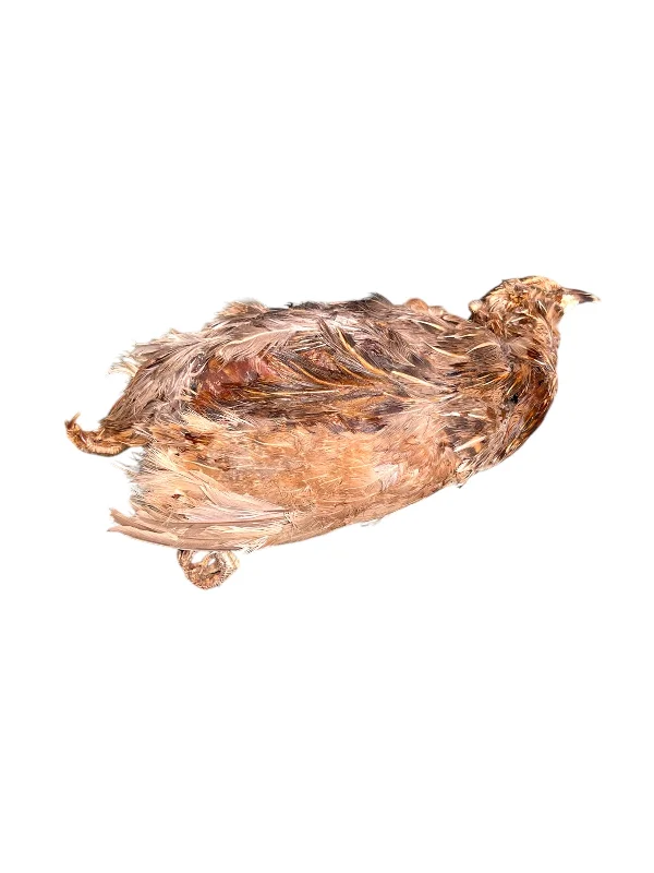 Dehydrated Whole Prey Quail